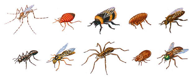 Insect illustrations