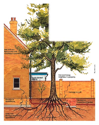 Tree root damage illustration