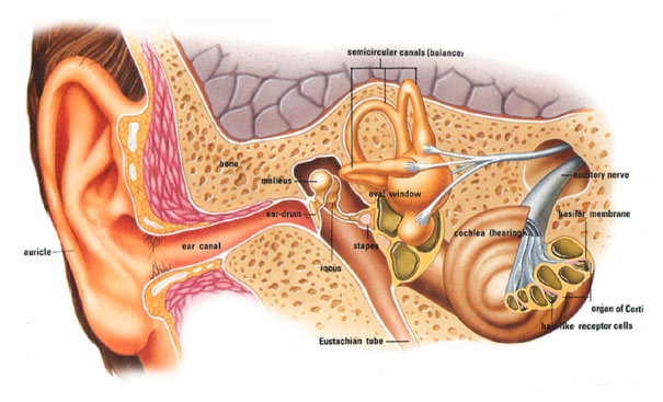illustration for anatomy of the ear