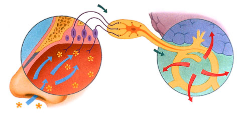 illustration of olfactory system